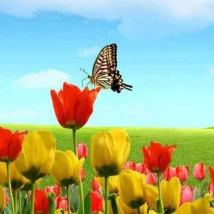 فرشته غریبه